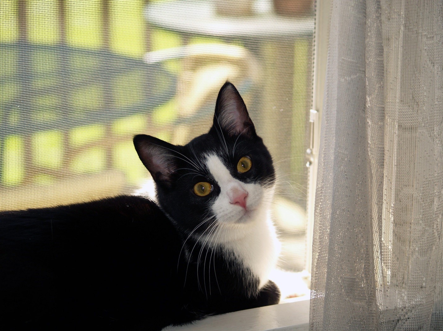How do you get a cat out of heat new arrivals